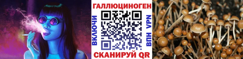 shop какой сайт  Бакал  Псилоцибиновые грибы прущие грибы  как найти наркотики 